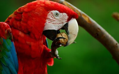 Why Costa Rica Is a World-Class Destination for Ecotourism